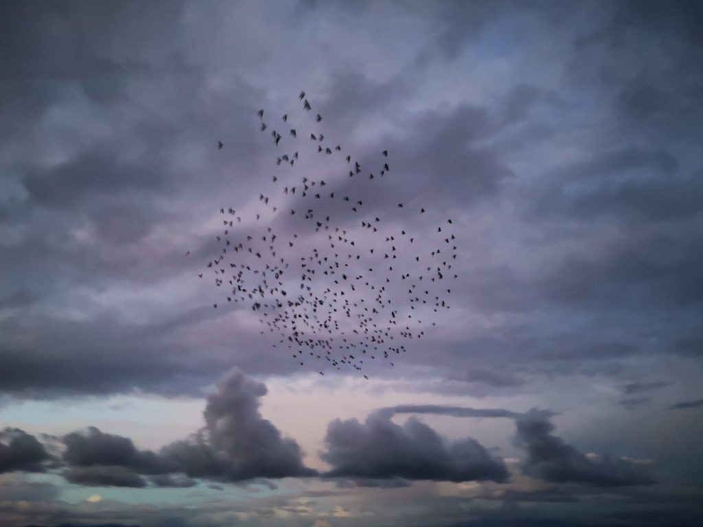 IMG_20201030_171144