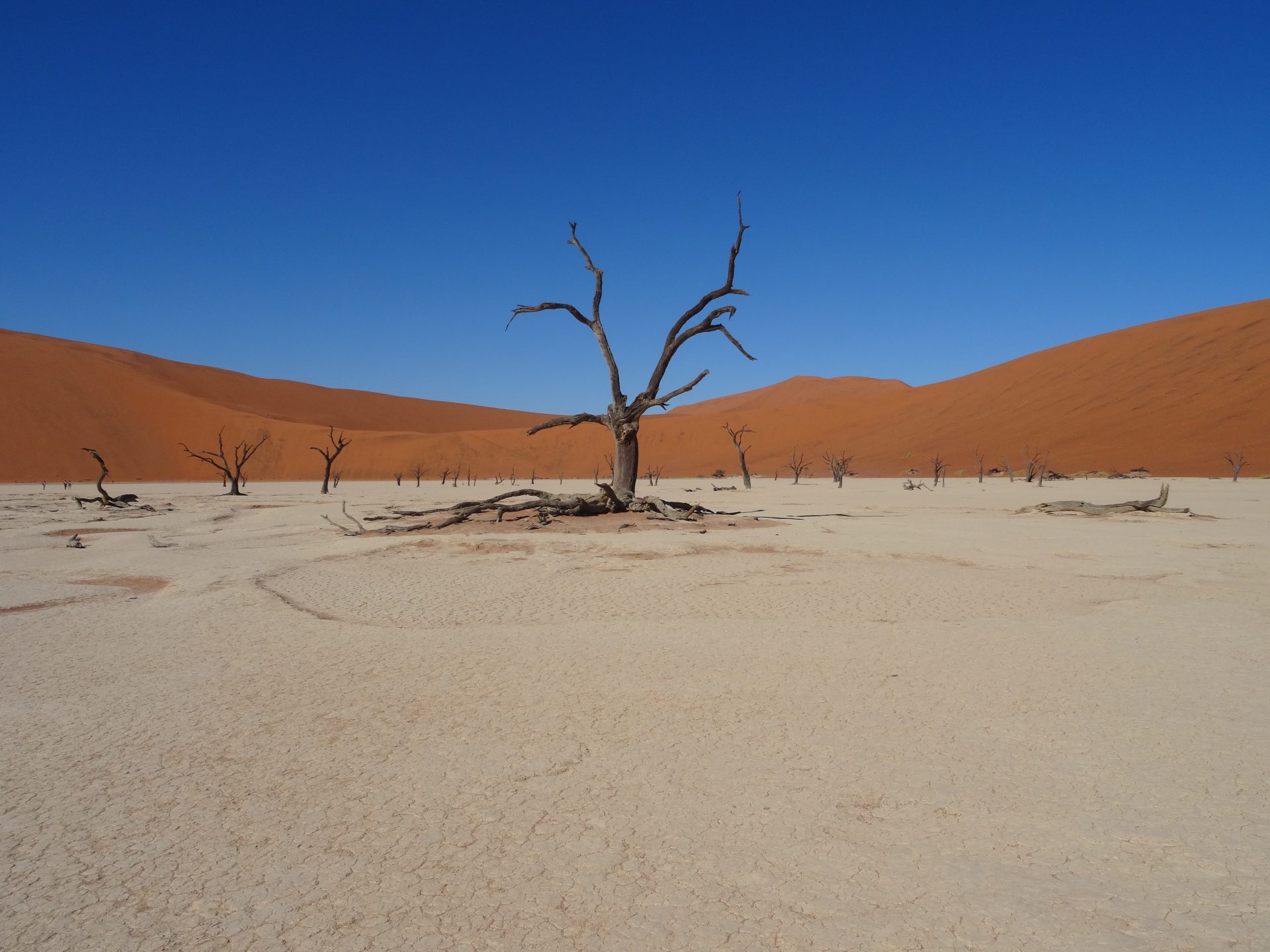 Camel Trees Deadvlei Namibia