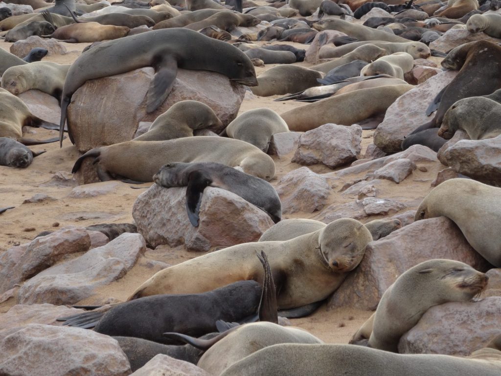 Seals Cape Cross Namibia