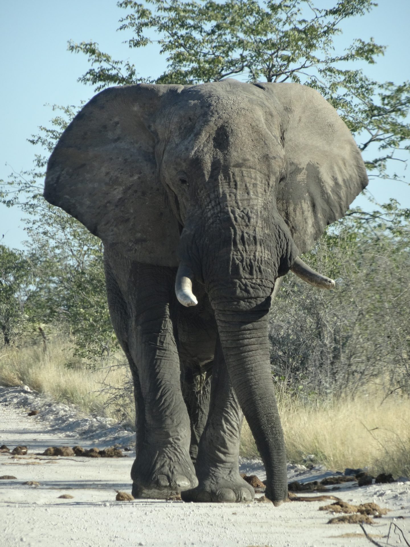Bull elephant Etosha National Park